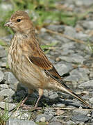 Common Linnet