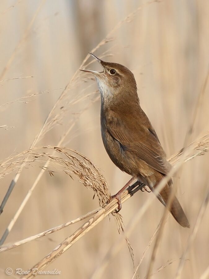 Savi's Warbler male adult, identification, song