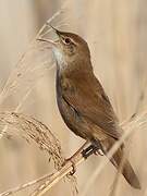 Savi's Warbler