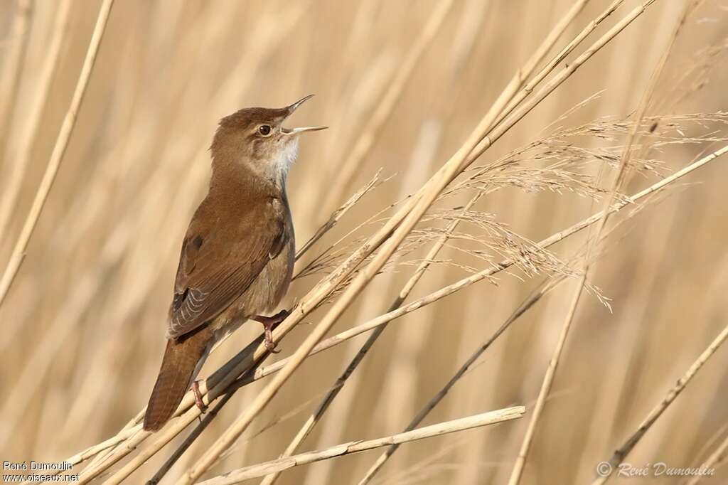 Savi's Warbler male adult, pigmentation, song