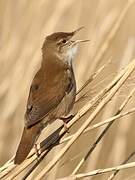 Savi's Warbler