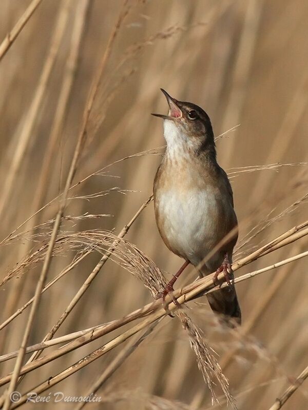 Savi's Warbler male adult, identification, song