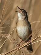 Savi's Warbler