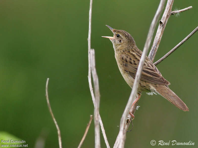 Common Grasshopper Warbler male adult, song, Behaviour