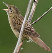 Common Grasshopper Warbler