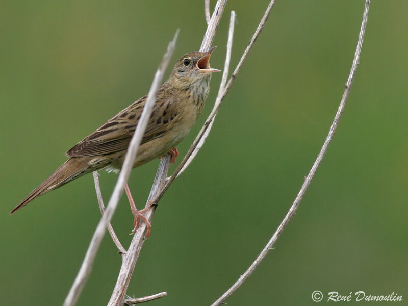 Common Grasshopper Warbler male adult