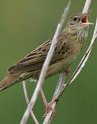 Common Grasshopper Warbler