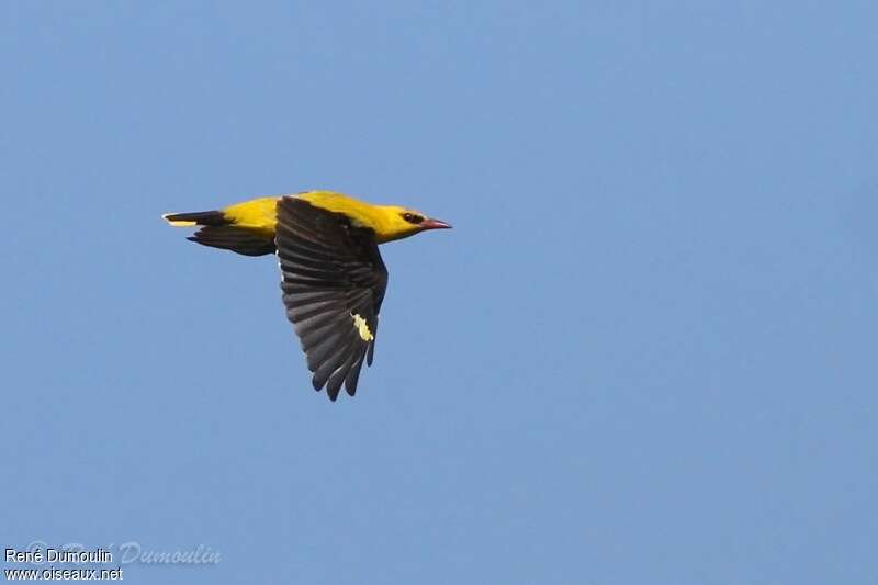 Eurasian Golden Oriole male adult breeding, Flight