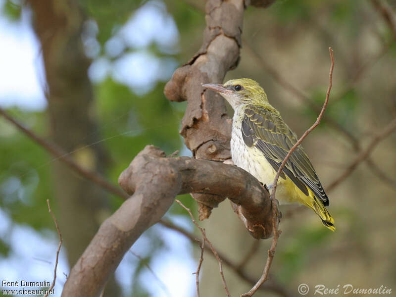 Loriot d'Europejuvénile, identification