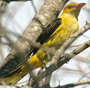 Eurasian Golden Oriole