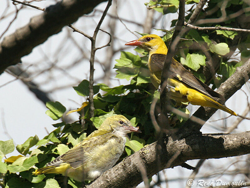 Eurasian Golden Oriole