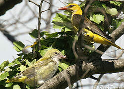 Eurasian Golden Oriole