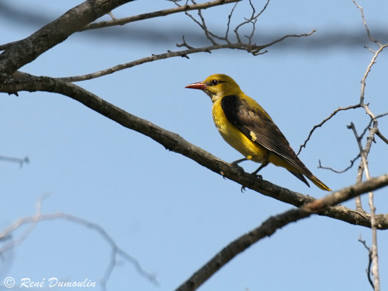 Eurasian Golden Oriole male