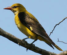 Eurasian Golden Oriole