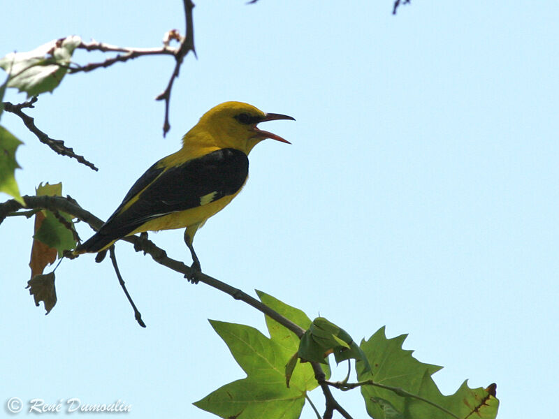 Eurasian Golden Oriole male adult