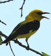 Eurasian Golden Oriole