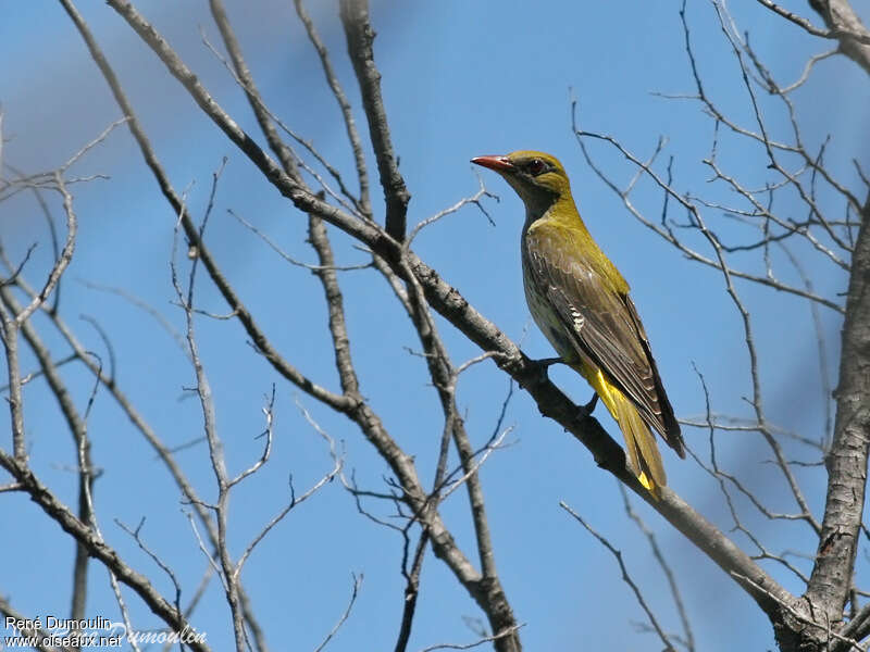 Eurasian Golden Oriole female adult