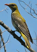 Eurasian Golden Oriole