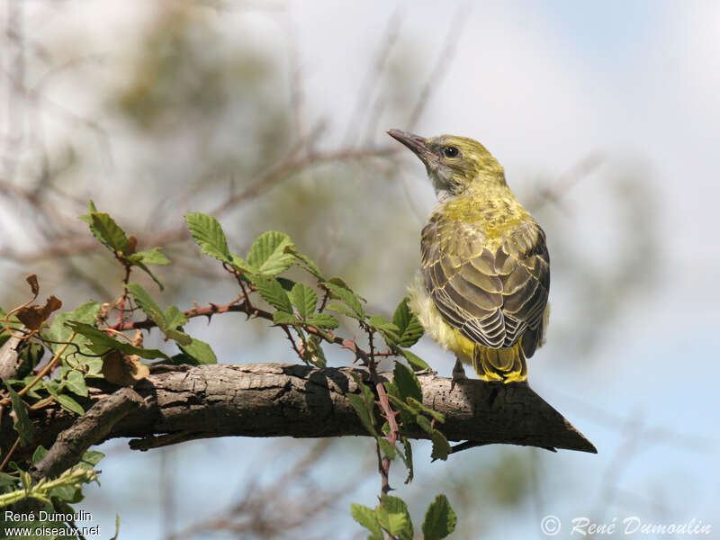 Eurasian Golden Oriolejuvenile, pigmentation