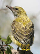 Eurasian Golden Oriole