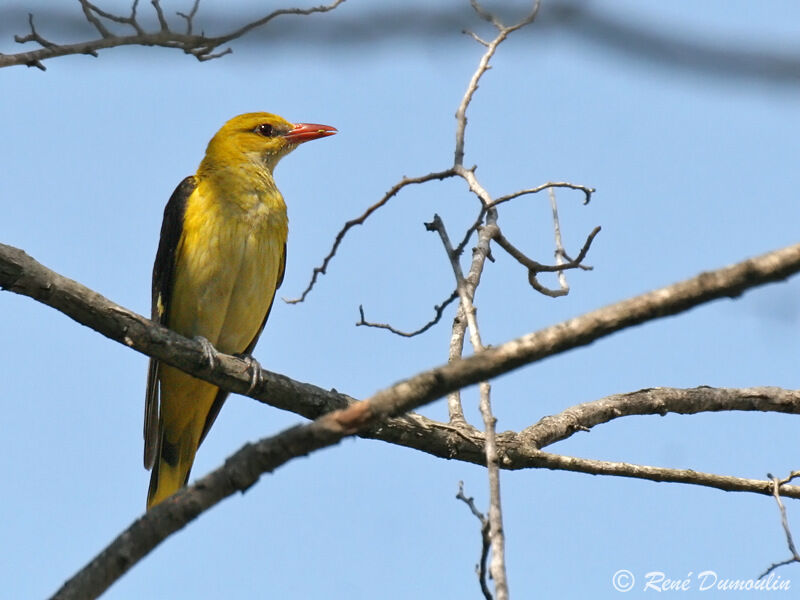 Eurasian Golden Oriole male adult, identification