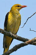 Eurasian Golden Oriole