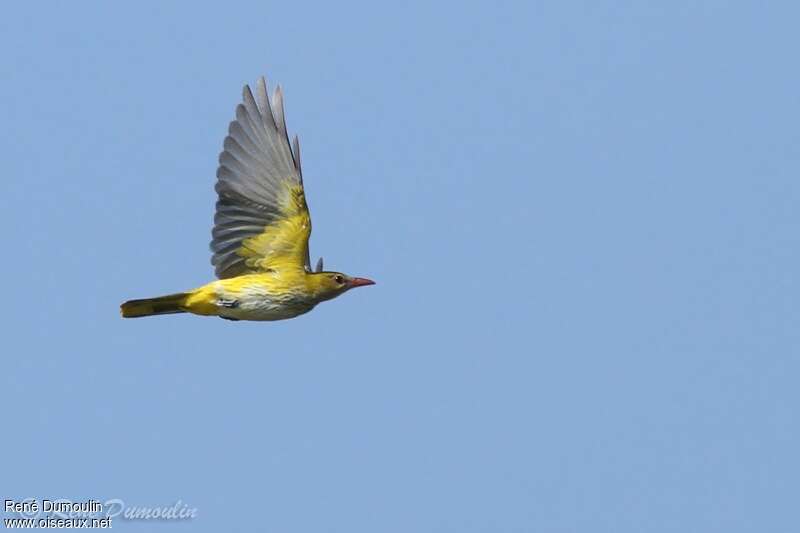 Eurasian Golden Oriole female adult breeding, Flight