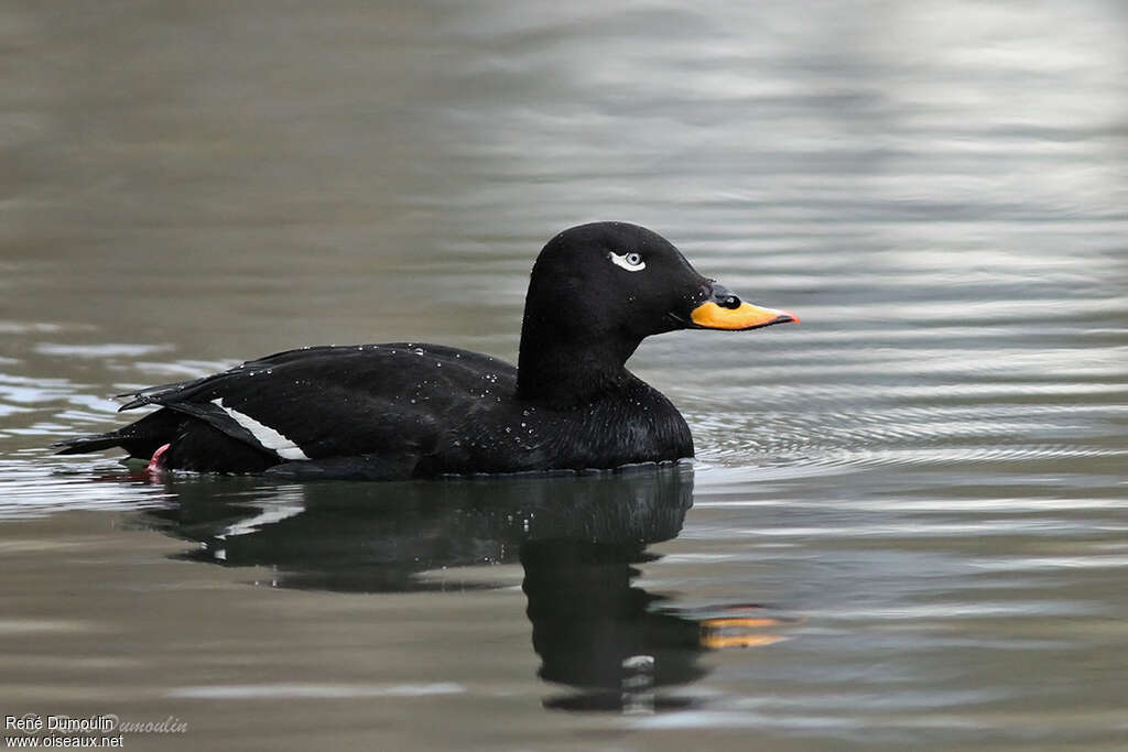 Velvet Scoter male adult breeding, identification