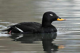 Velvet Scoter