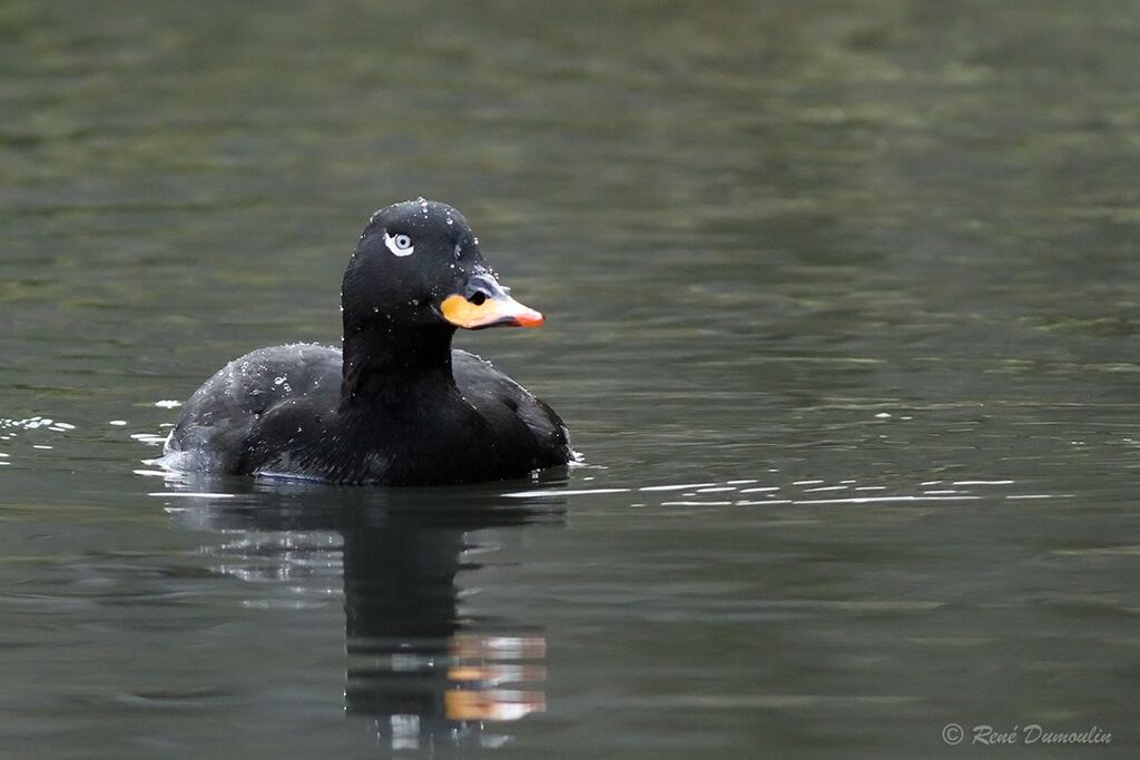 Velvet Scoter male adult breeding, identification