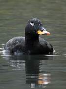 Velvet Scoter