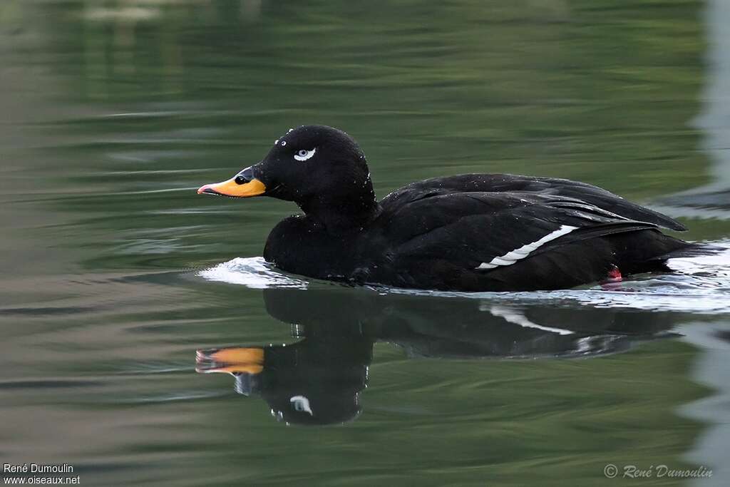 Velvet Scoter male adult breeding, identification