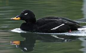 Velvet Scoter