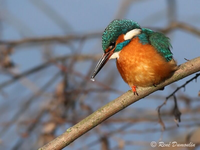 Common Kingfisher female adult, identification