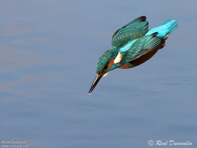 Common Kingfisheradult, Flight, fishing/hunting