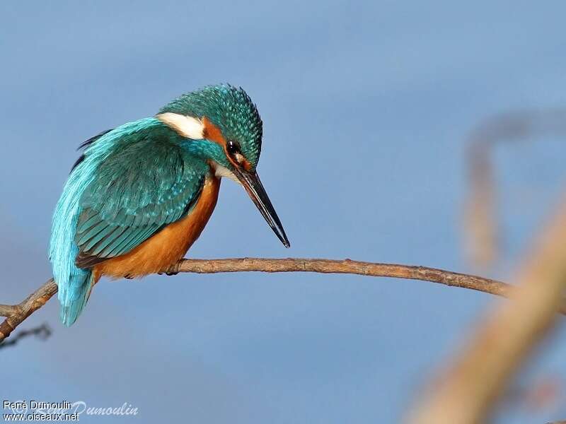 Martin-pêcheur d'Europe mâle 2ème année, identification