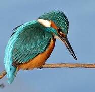 Common Kingfisher