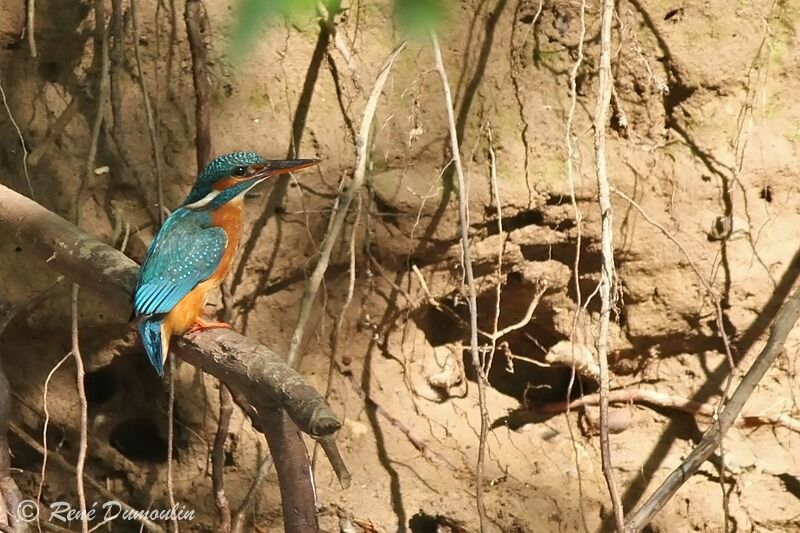 Common Kingfisher female adult, identification