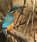 Common Kingfisher