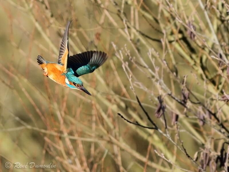 Common Kingfisher male adult, Flight