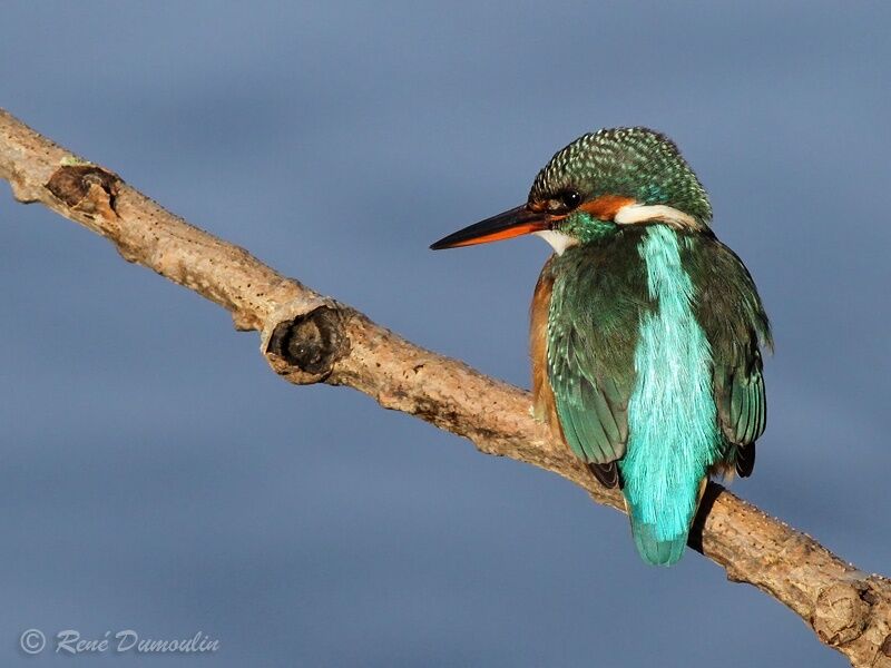 Martin-pêcheur d'Europe femelle adulte, identification