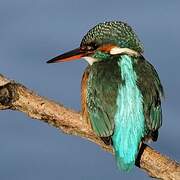 Common Kingfisher