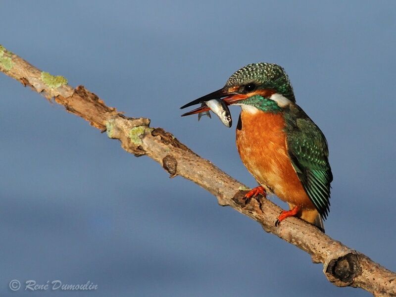 Martin-pêcheur d'Europe femelle adulte, identification, régime