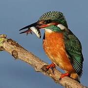 Common Kingfisher