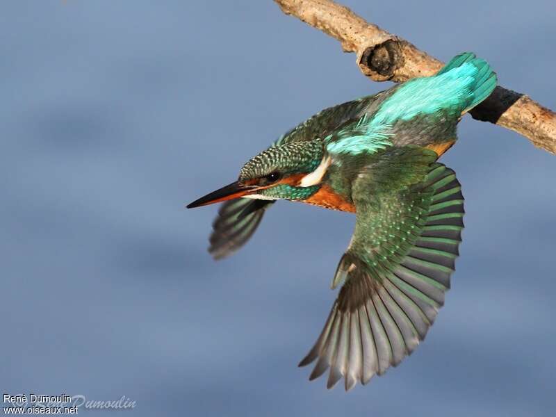 Common Kingfisher female adult, pigmentation