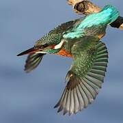 Common Kingfisher