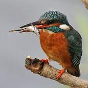 Common Kingfisher