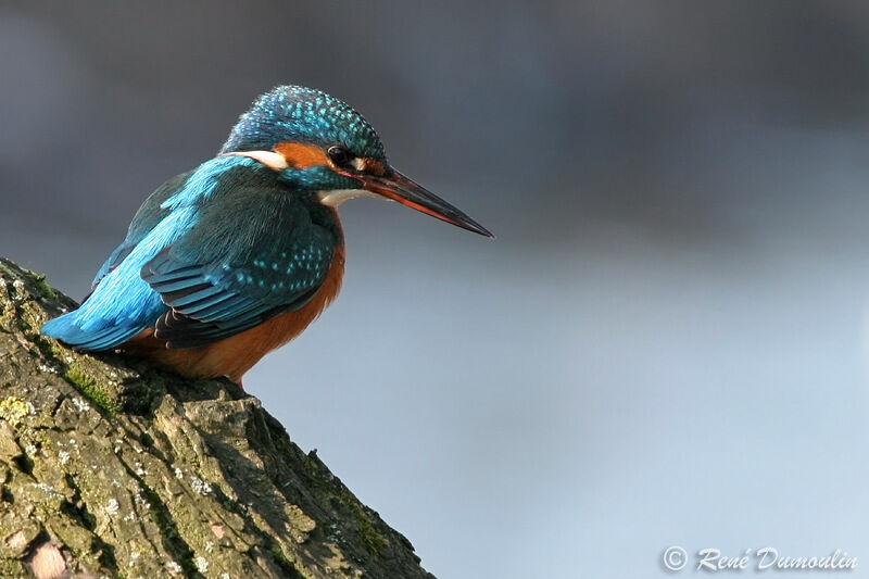 Common Kingfisher female adult, identification