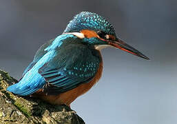 Common Kingfisher