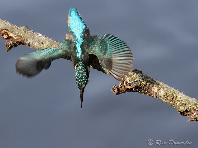 Common Kingfisher female adult, identification